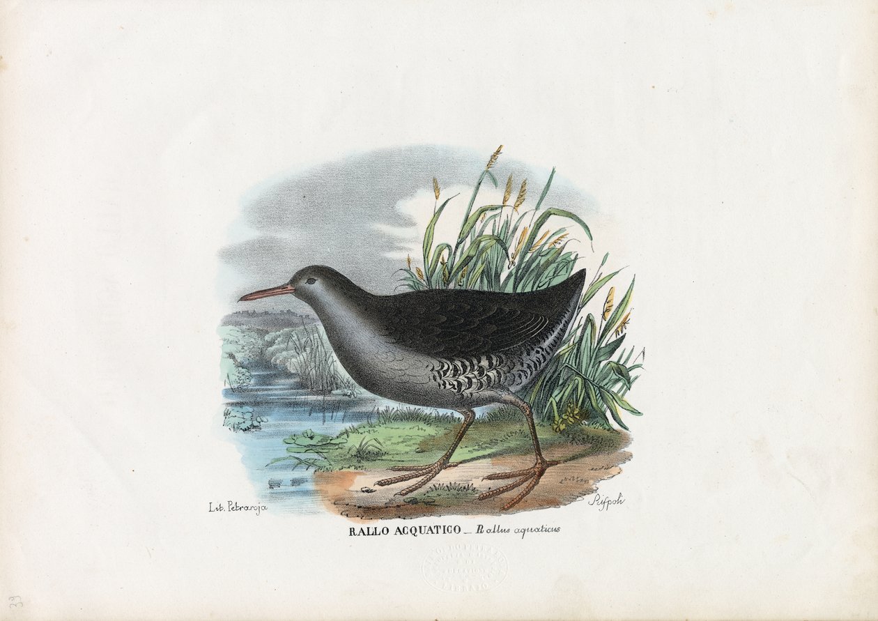 Water Rail, 1863-79 by Raimundo Petraroja