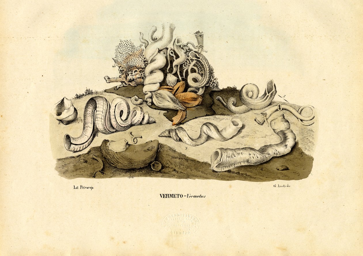 Worm Snails by Raimundo Petraroja