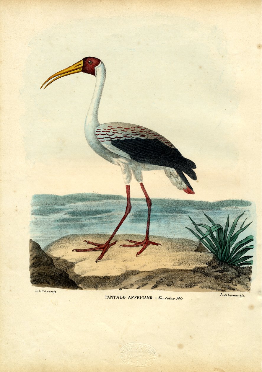 Yellow-Billed Stork, 1863-79 by Raimundo Petraroja