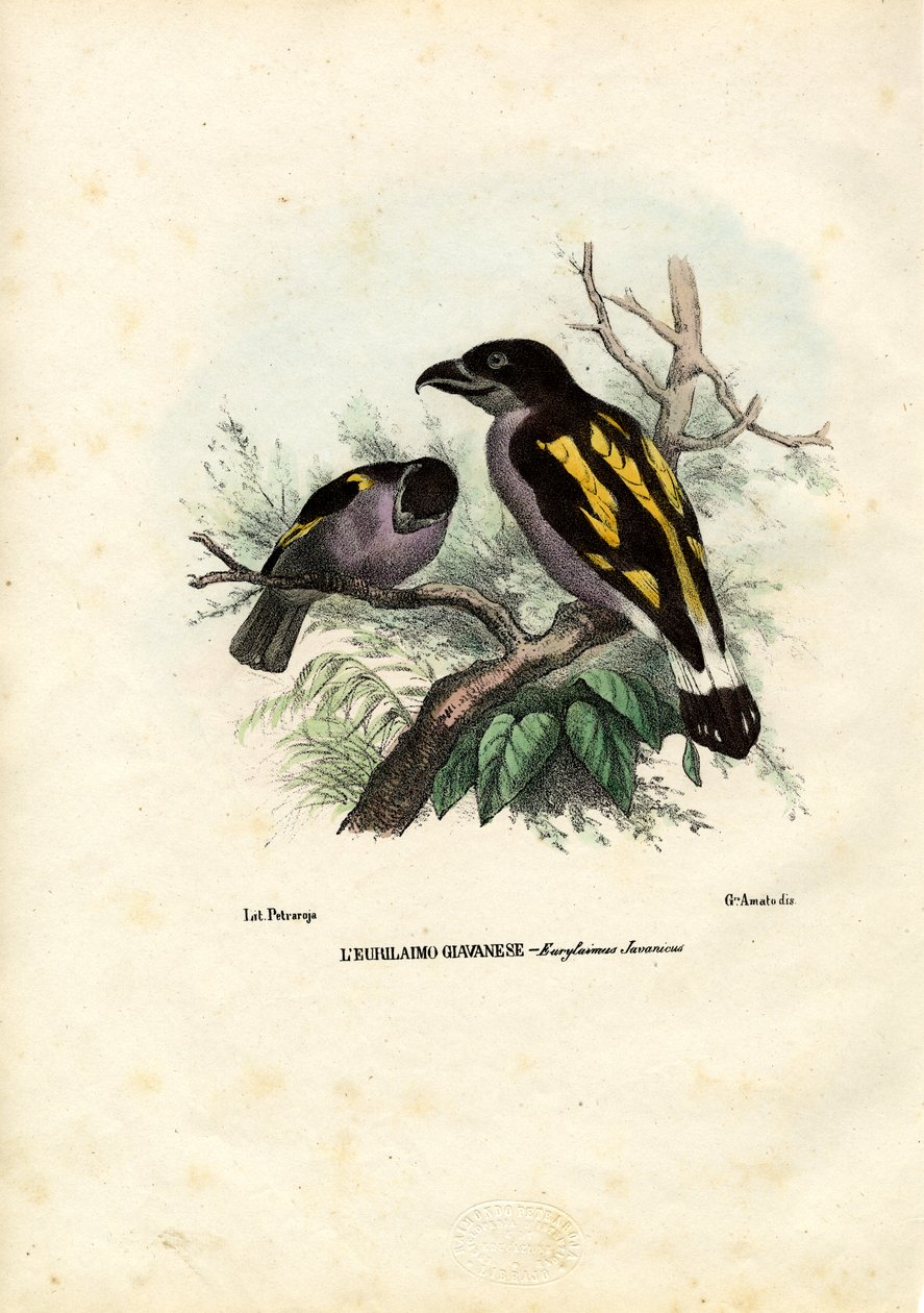 Broadbills, 1863-79 by Raimundo Petraroja
