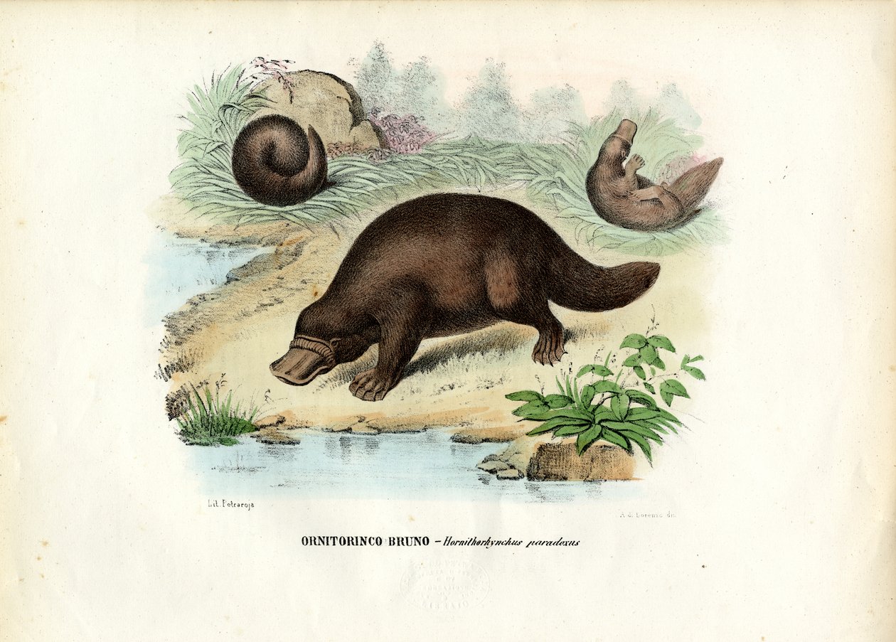 Duck-Billed Platypus, 1863-79 by Raimundo Petraroja
