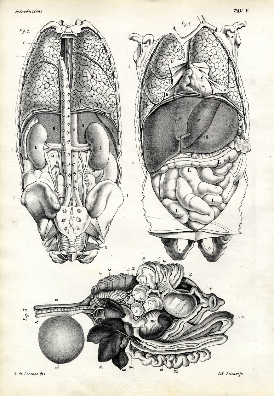 Intestines by Raimundo Petraroja