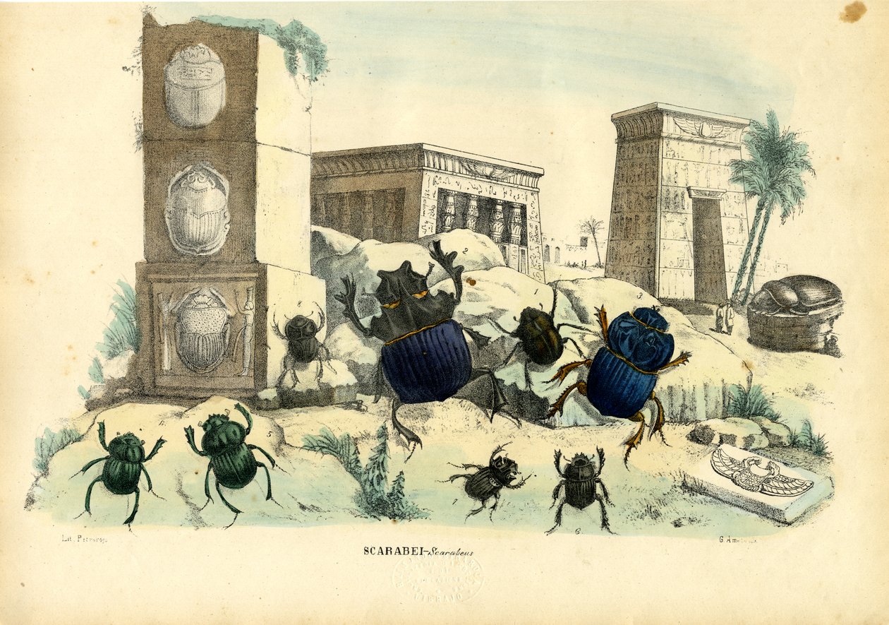 Scarab Beetles, 1863-79 by Raimundo Petraroja