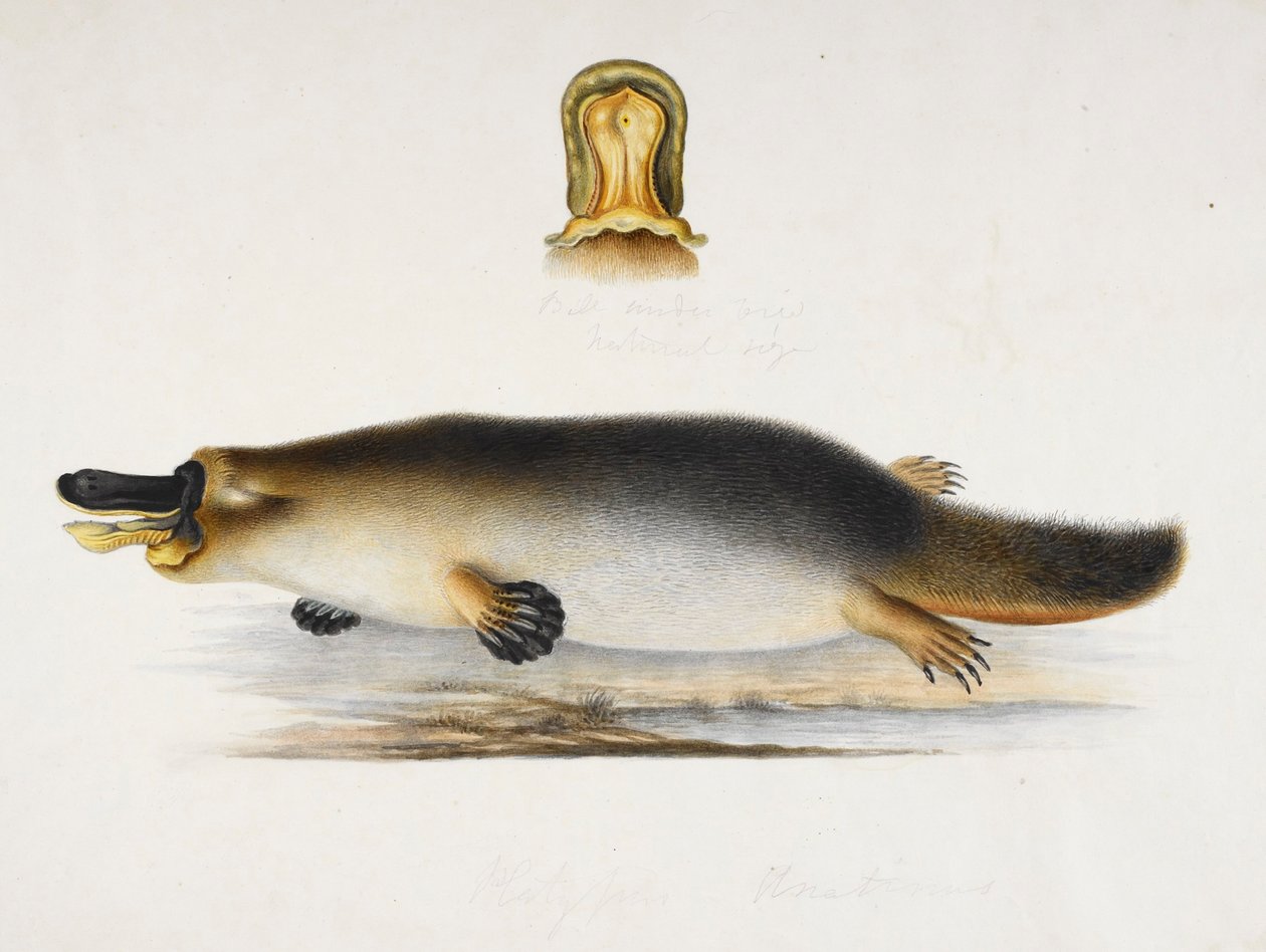 A duck-billed platypus by a pool, with a detail of its bill by Ram Sita