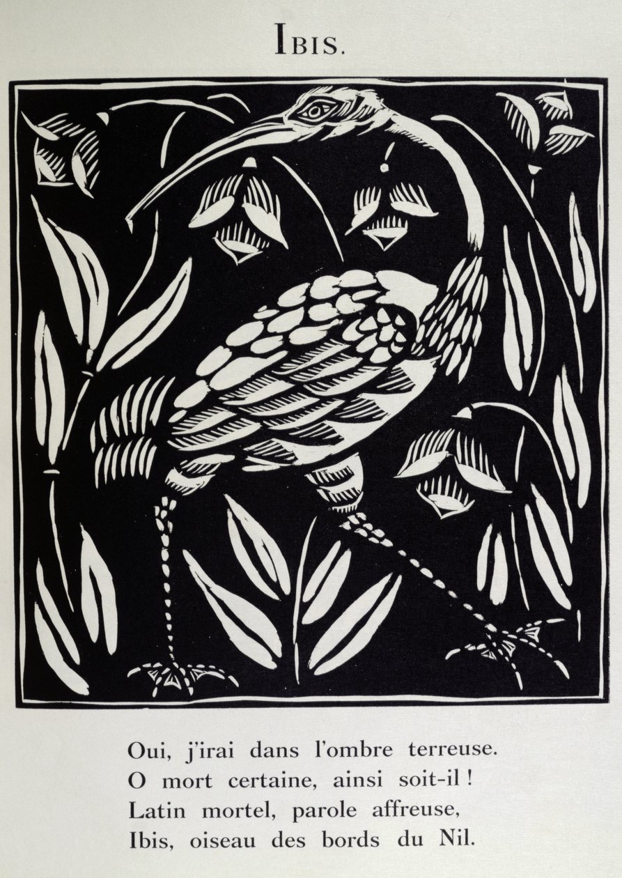 The Ibis, illustration from 