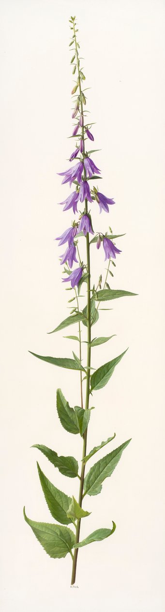 Adenophora species by Raymond Booth