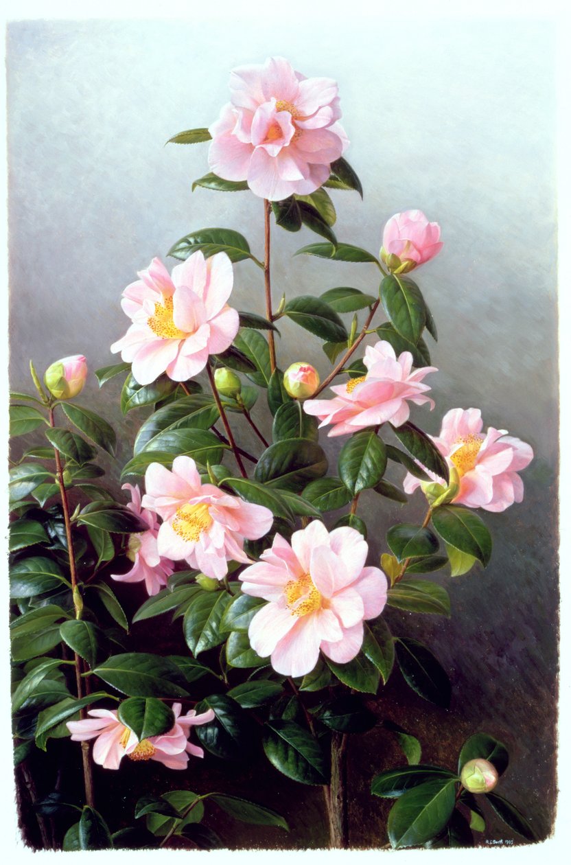 Camellia Japonica Variety by Raymond Booth