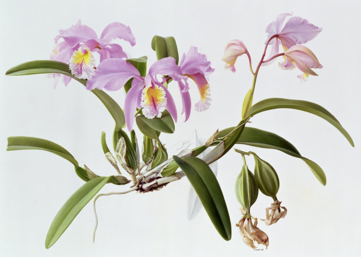 Cattleya Mossiae by Raymond Booth