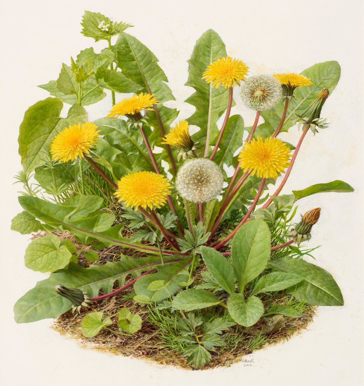 Dandelion, 2004 by Raymond Booth