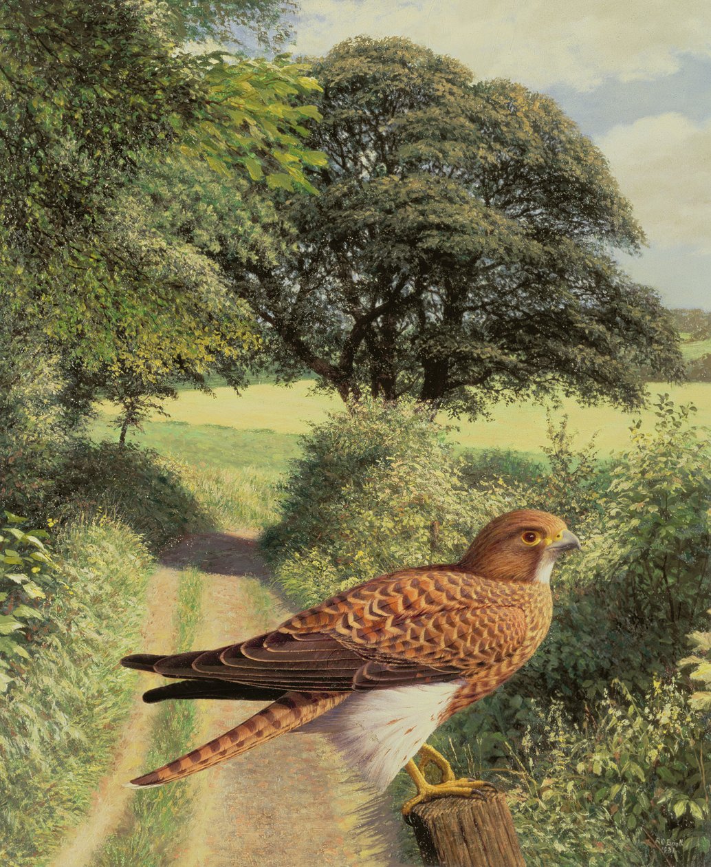 Falcon on Gatepost by Raymond Booth