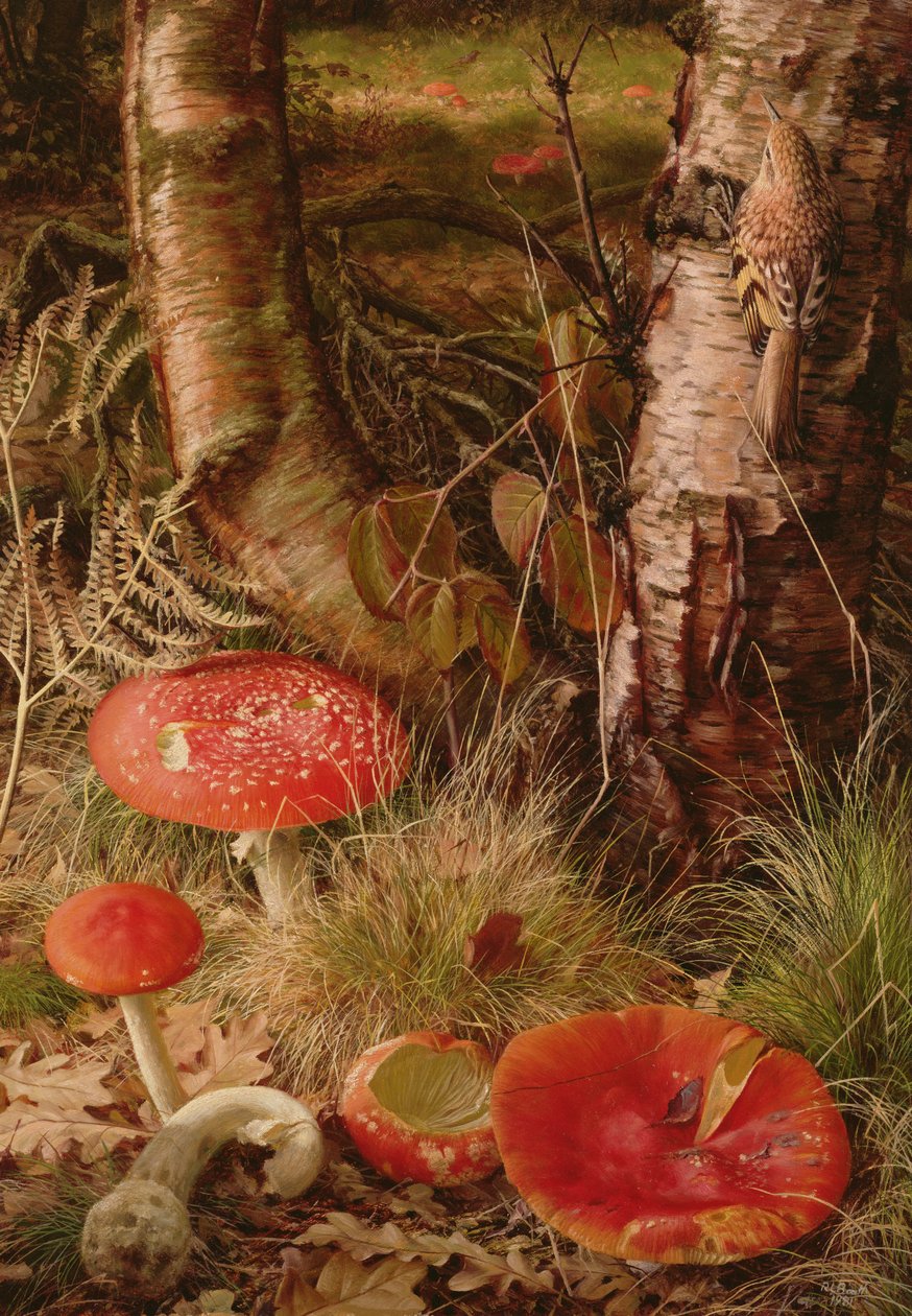 Fly Agarics by Raymond Booth