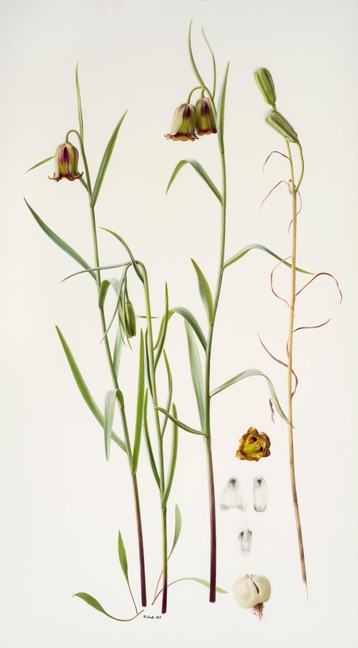 Fritillaria by Raymond Booth