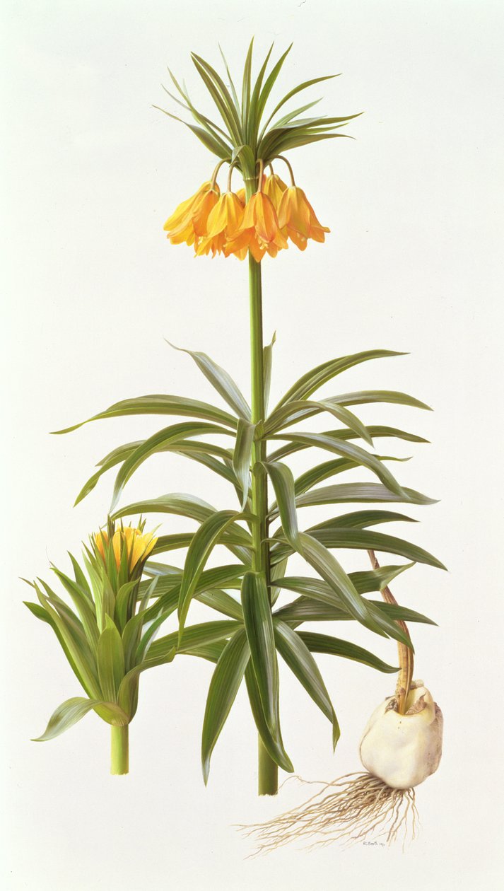 Fritillaria Eduardii by Raymond Booth