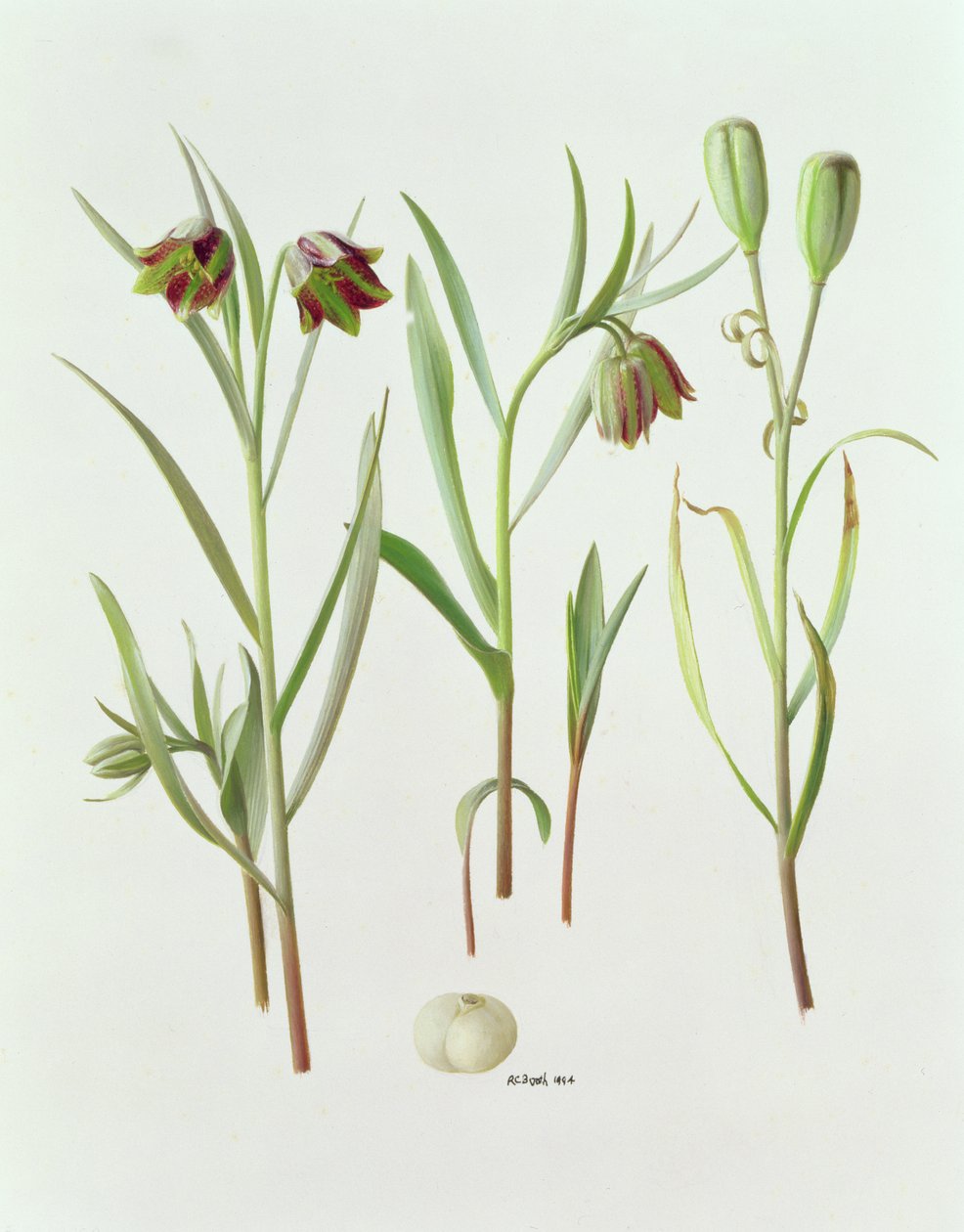 Fritillaria Kurdica by Raymond Booth
