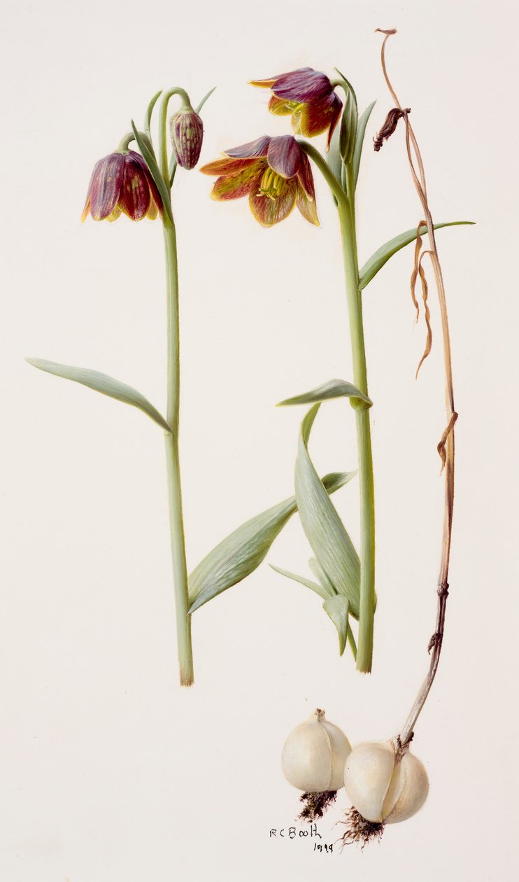 Fritillaria daviesii by Raymond Booth