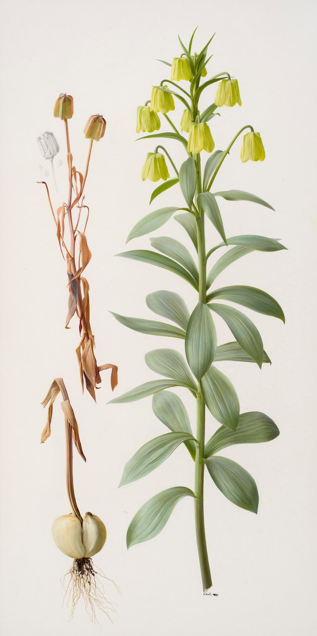 Fritillaria pallidiflora by Raymond Booth