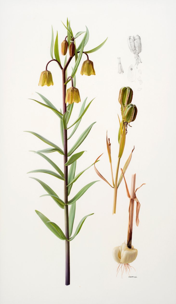 Fritillaria roylei by Raymond Booth