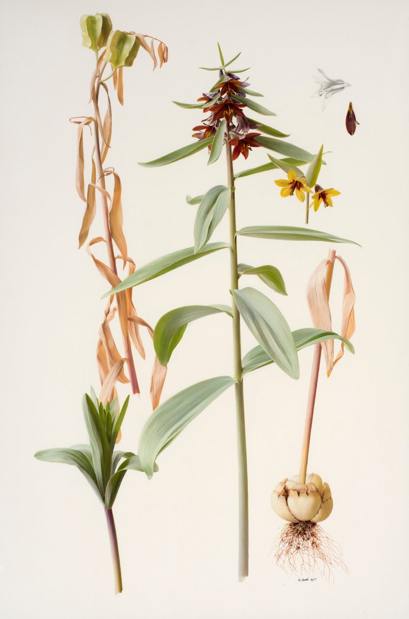 Fritillaria sewerzowii by Raymond Booth
