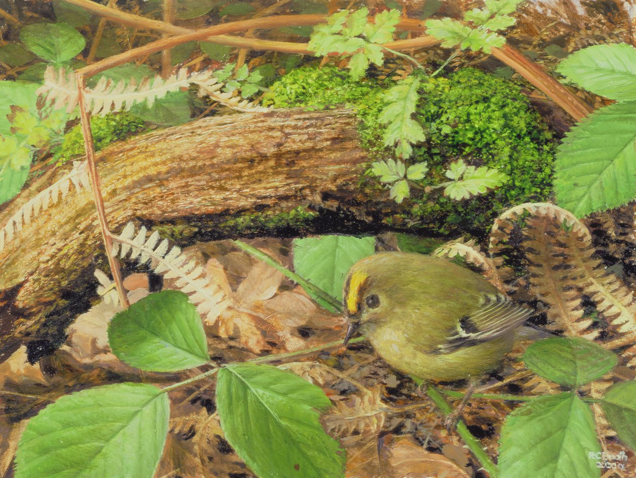 Gold Crest, 2000 by Raymond Booth