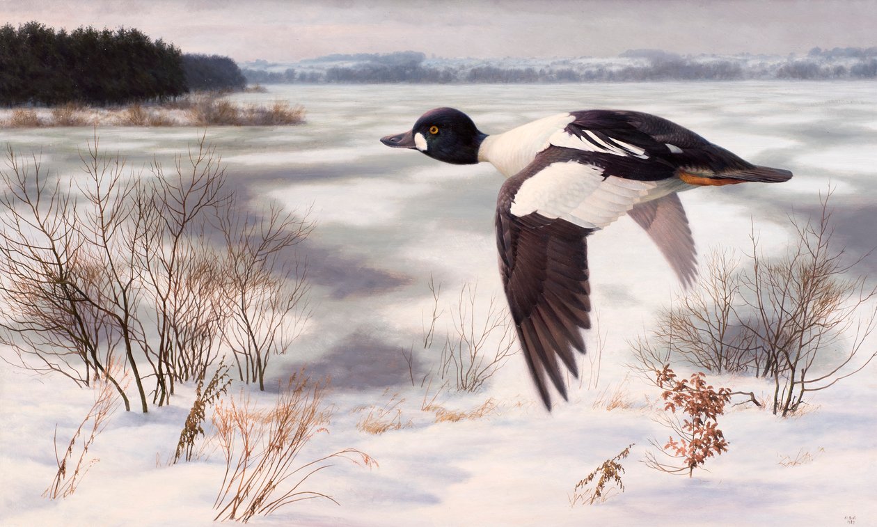 Goldeneye in a winter landscape by Raymond Booth