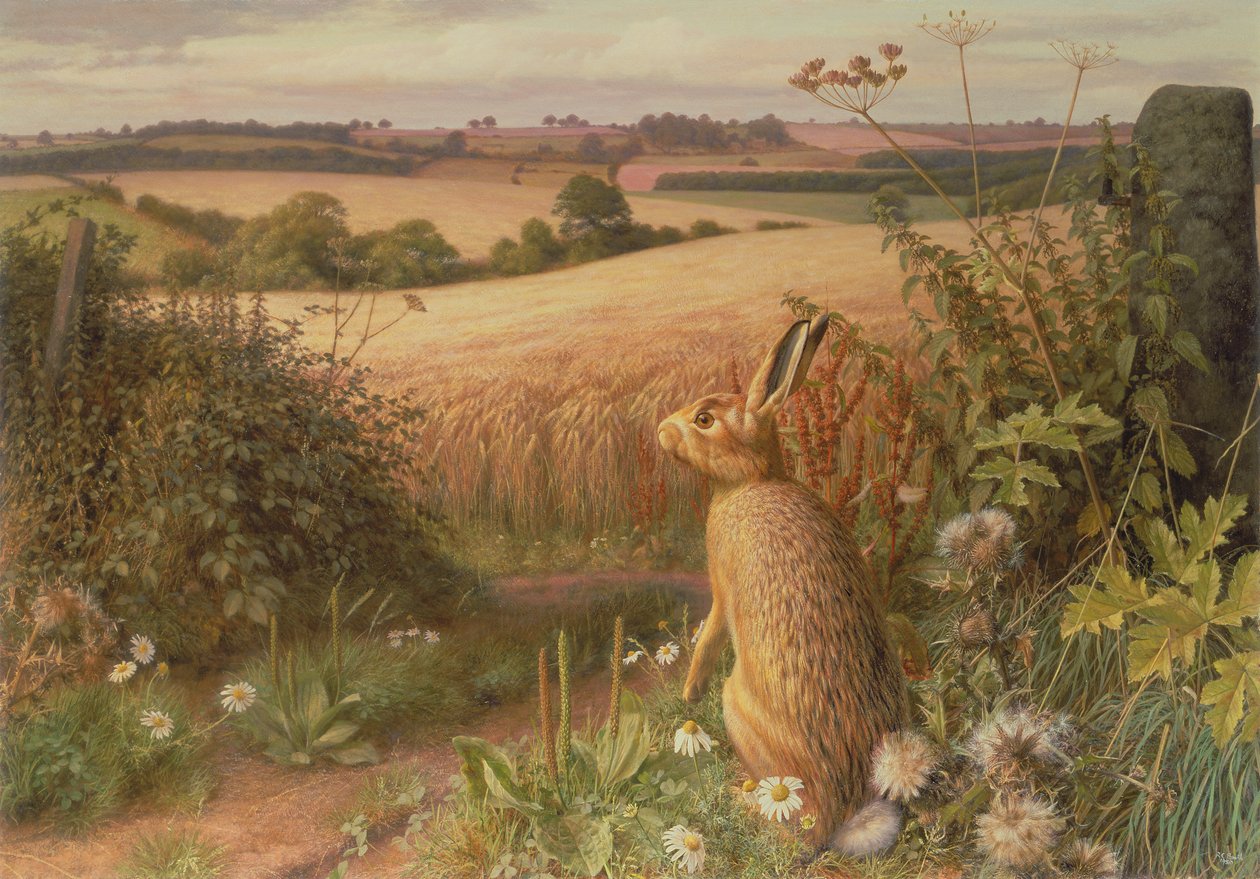 Hare in a Field by Raymond Booth