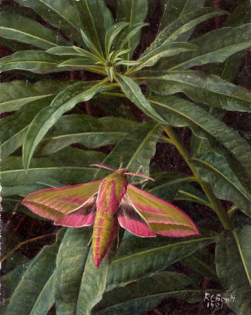 Hawk moth on foliage by Raymond Booth