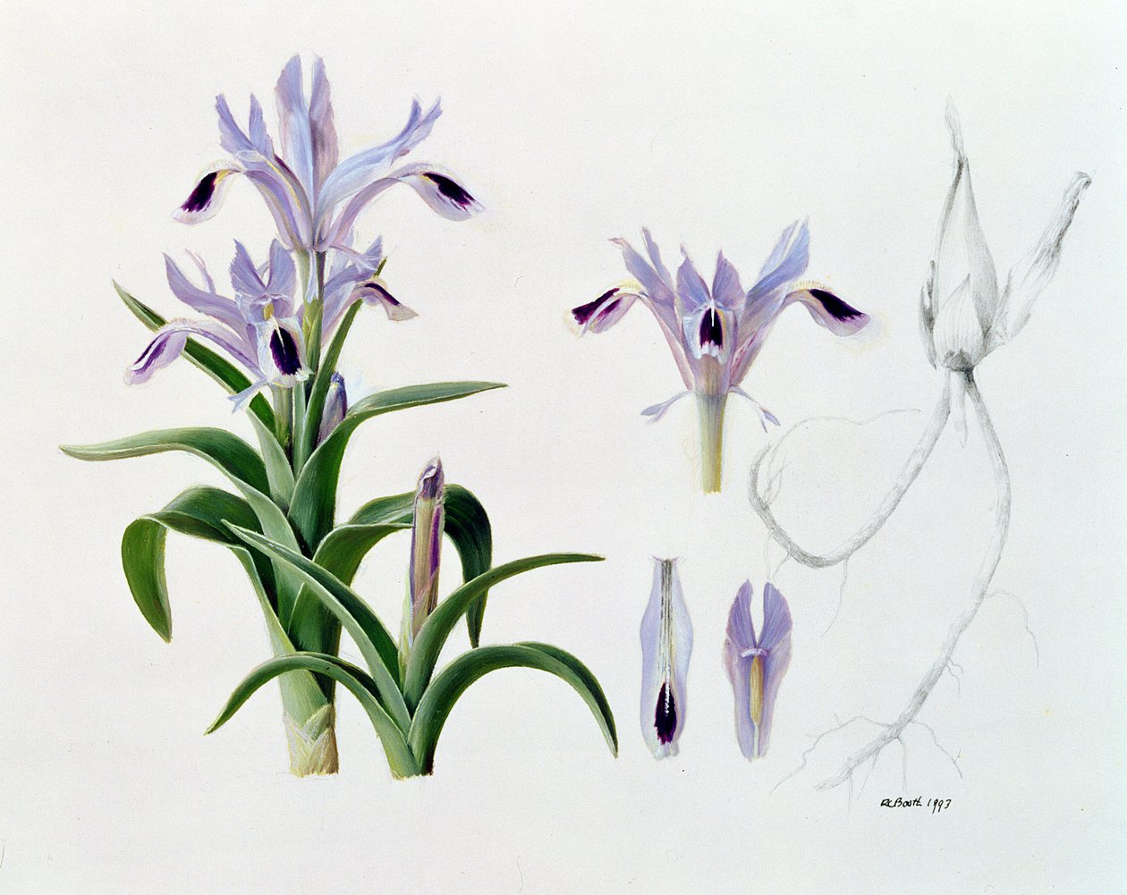 Iris Kuschakewiczii by Raymond Booth