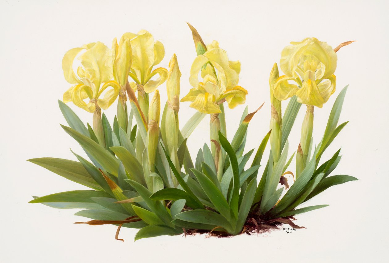 Iris lutescens by Raymond Booth
