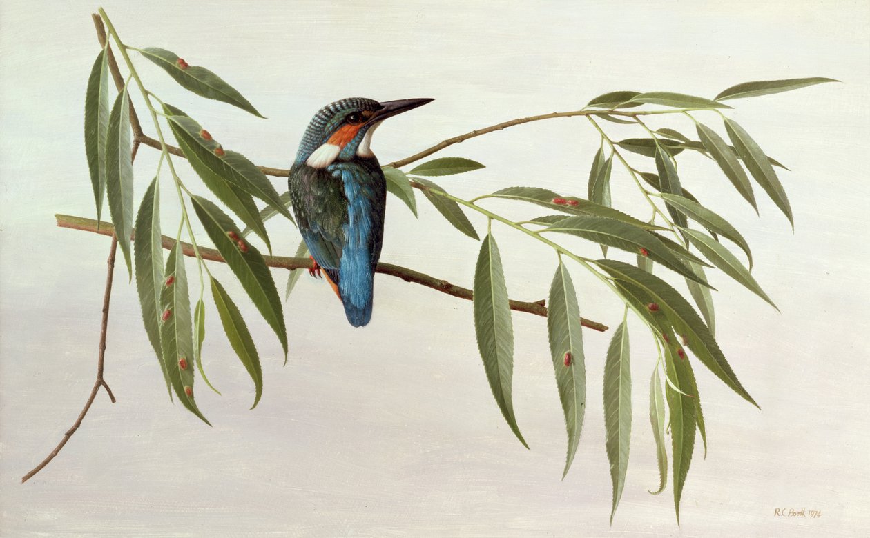 Kingfisher by Raymond Booth