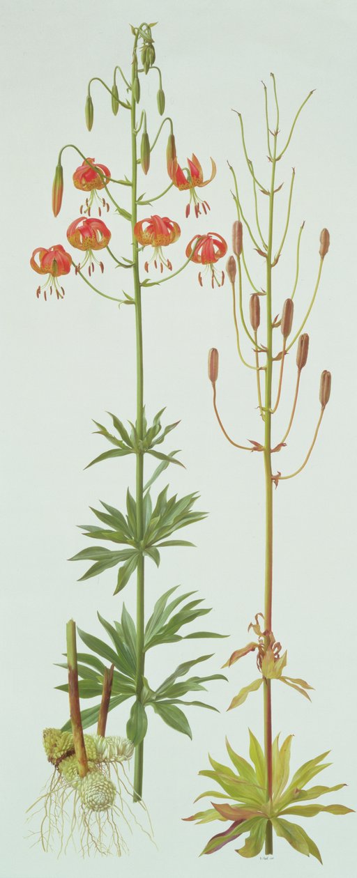 Lilium Pardalinum by Raymond Booth