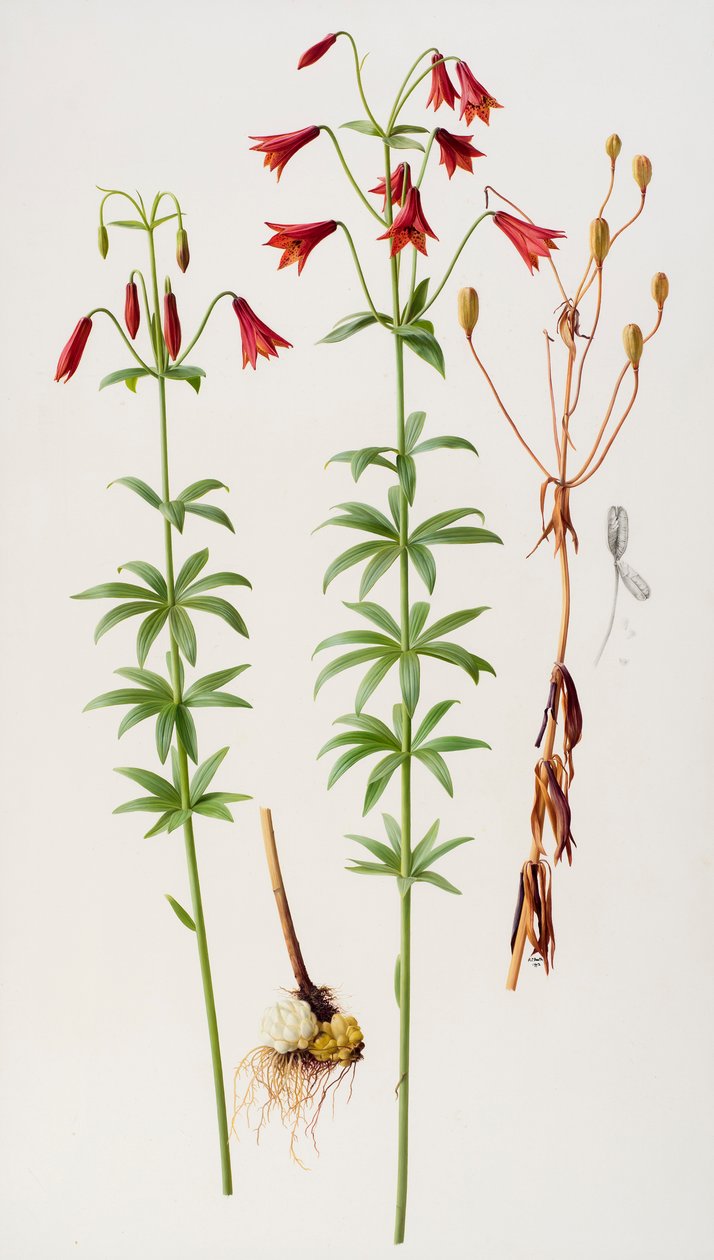 Lilium grayi by Raymond Booth