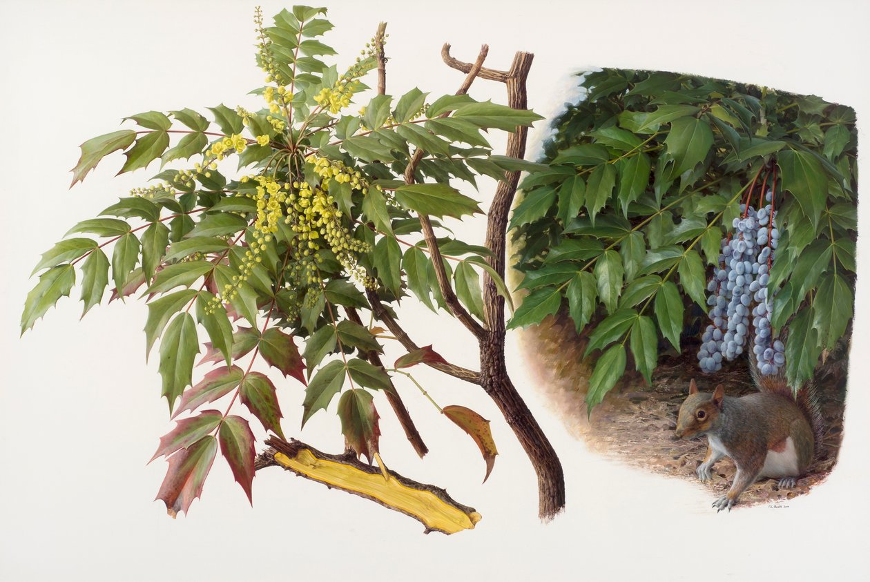 Mahonia japonica, 2008 by Raymond Booth