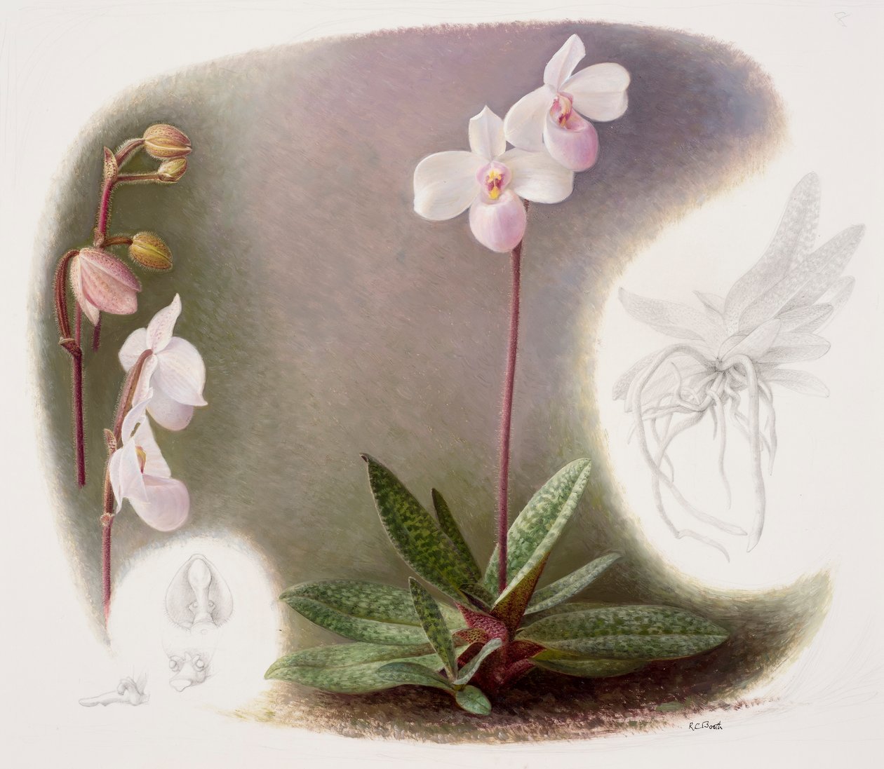 Paphiopedilum delenatii by Raymond Booth
