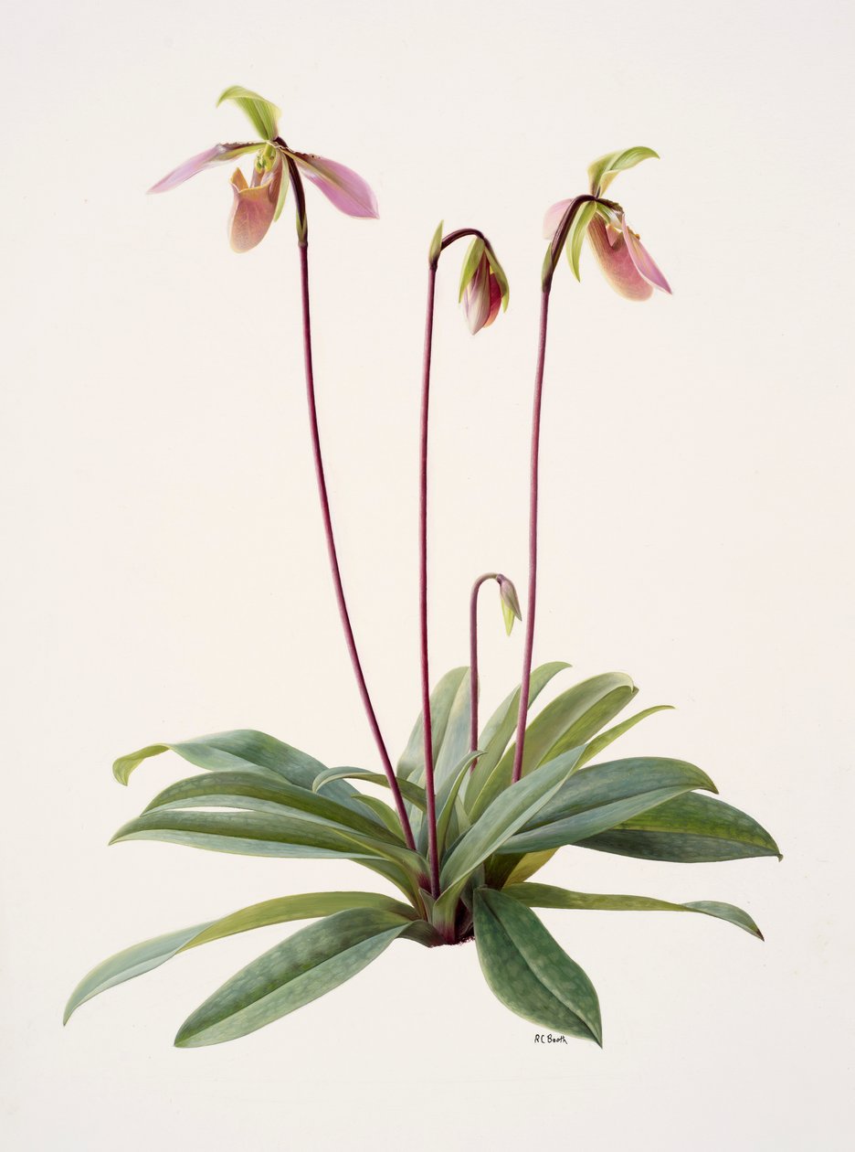 Paphiopedilum appletonianum by Raymond Booth