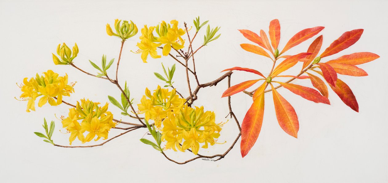 Rhododendron luteum by Raymond Booth