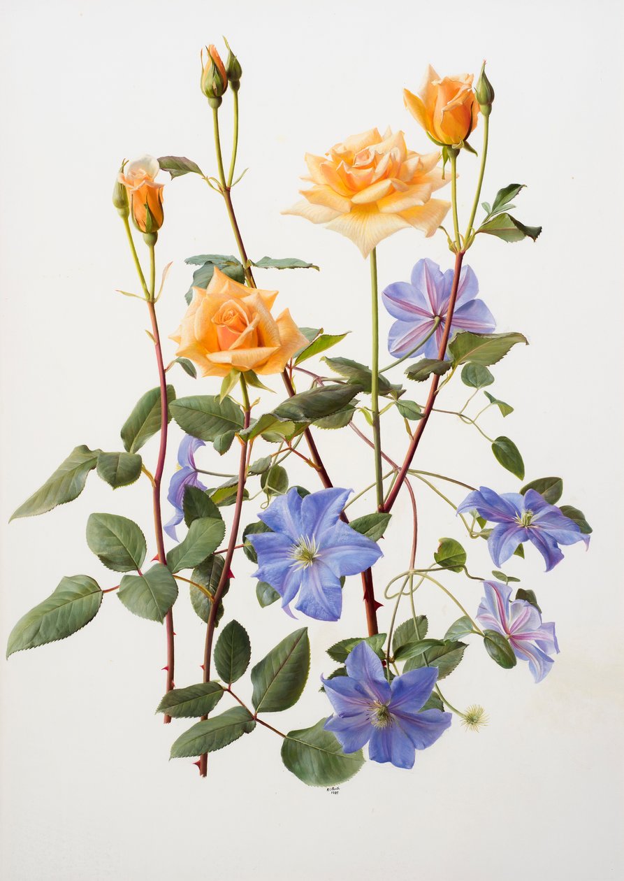 Rose and clematis by Raymond Booth
