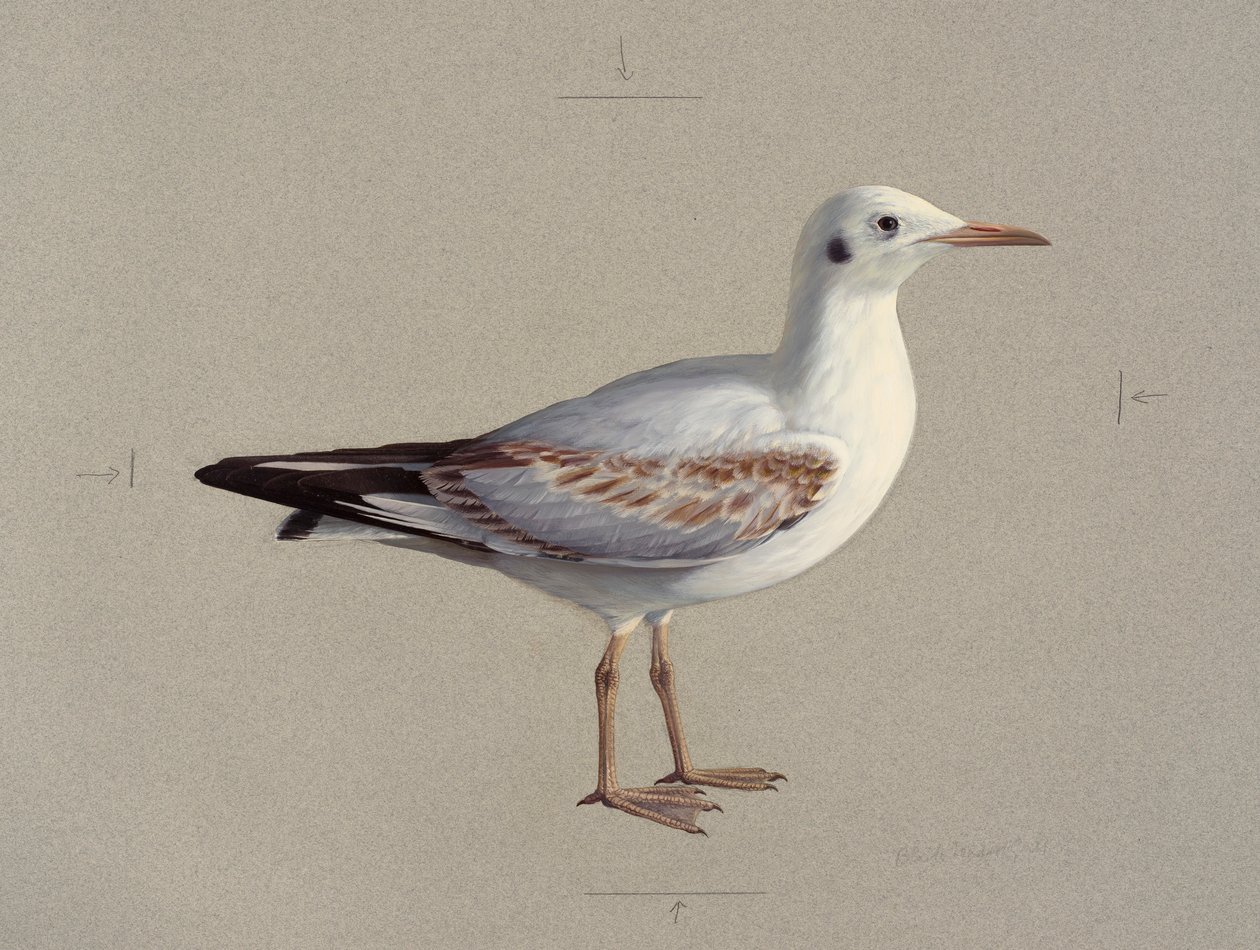 Study of a juvenile black-headed gull in winter plumage by Raymond Booth