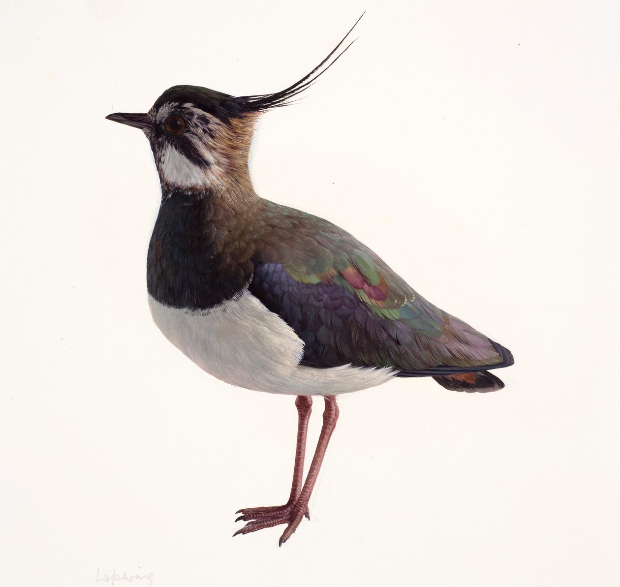Study of a Lapwing by Raymond Booth