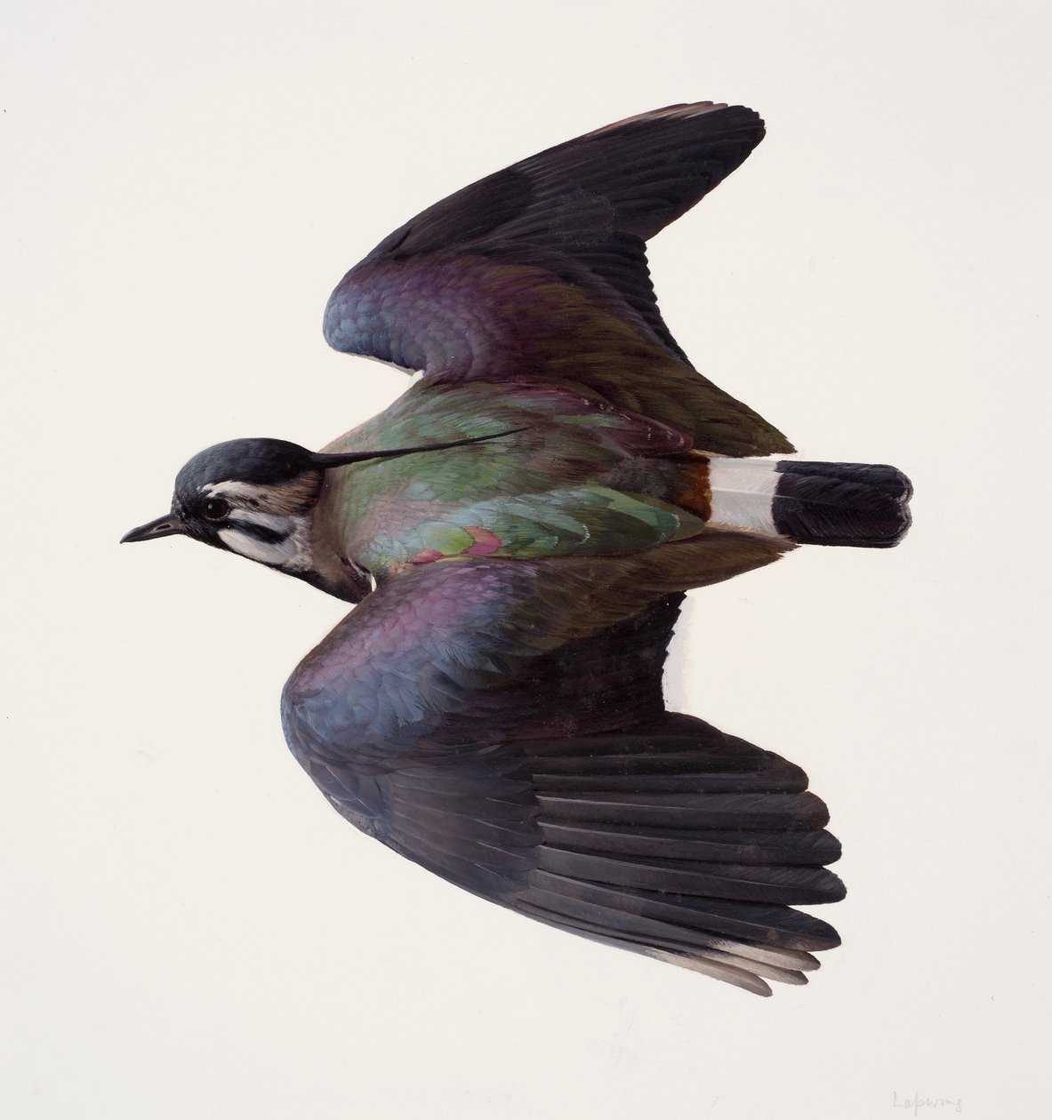 Study of a lapwing by Raymond Booth