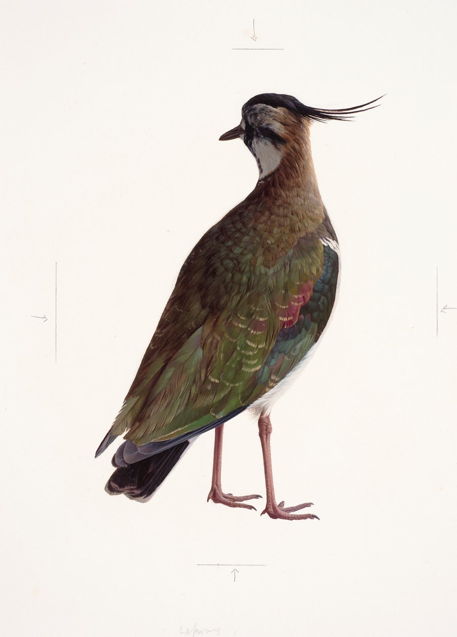 Study of a lapwing by Raymond Booth