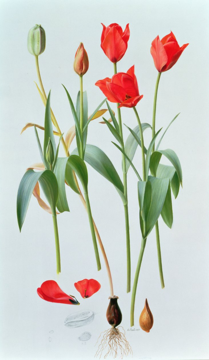 Tulipa Amabilis by Raymond Booth