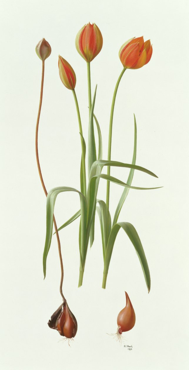 Tulipa Whittallii by Raymond Booth
