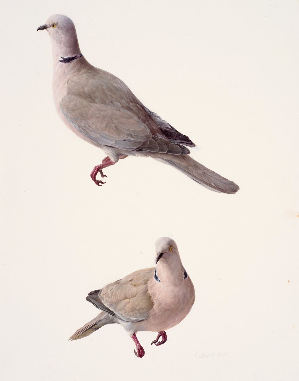 Two studies of a collared dove by Raymond Booth