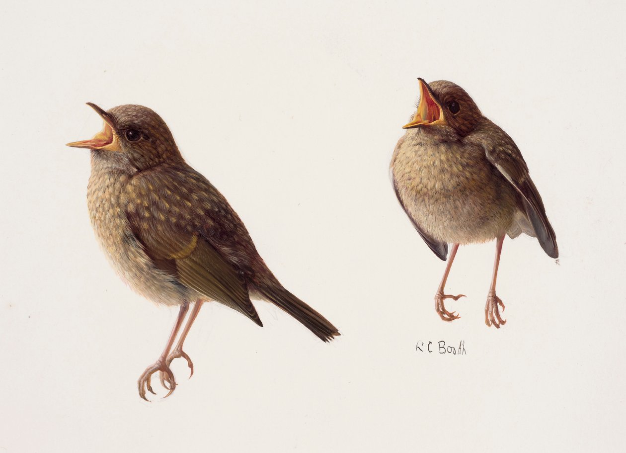 Two Studies of a Young Robin by Raymond Booth