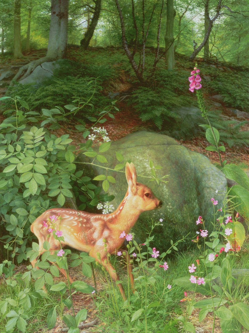 Young Roe Deer in Adel Woods by Raymond Booth