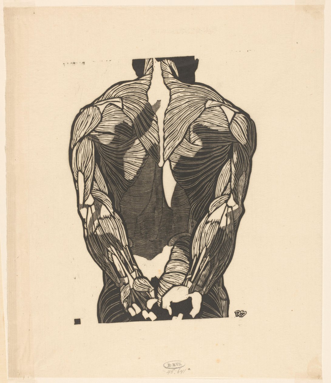 Anatomical Study of the Back Muscles of a Man by Reijer Stolk