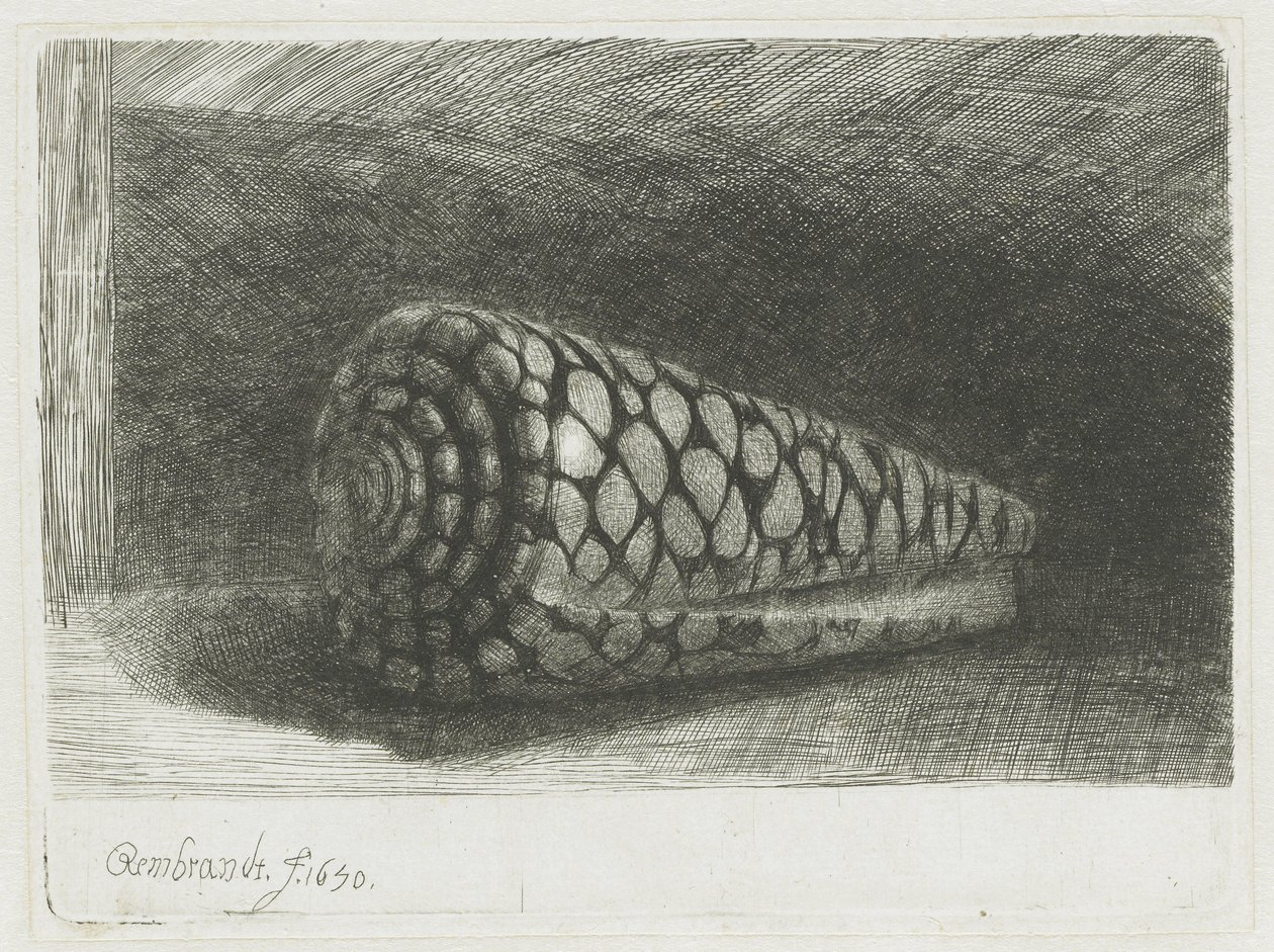 The Shell by Rembrandt van Rijn: Buy fine art print