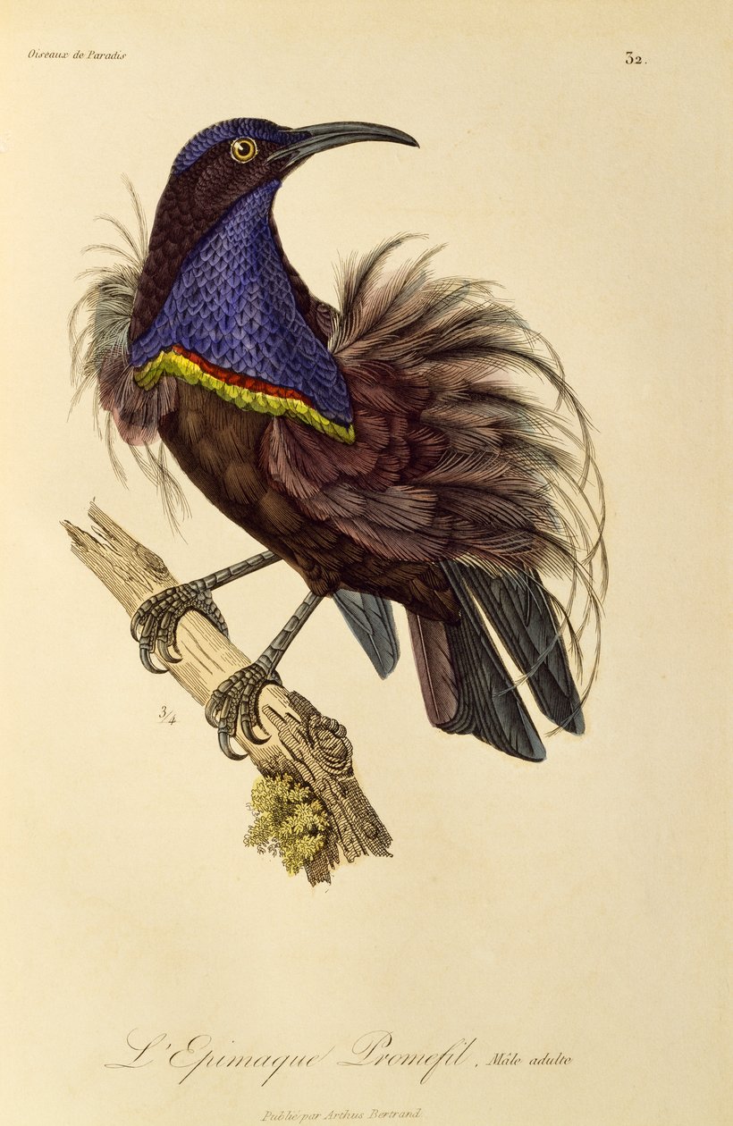 Adult male of Paradise Riflebird (Ptiloris paradiseus)