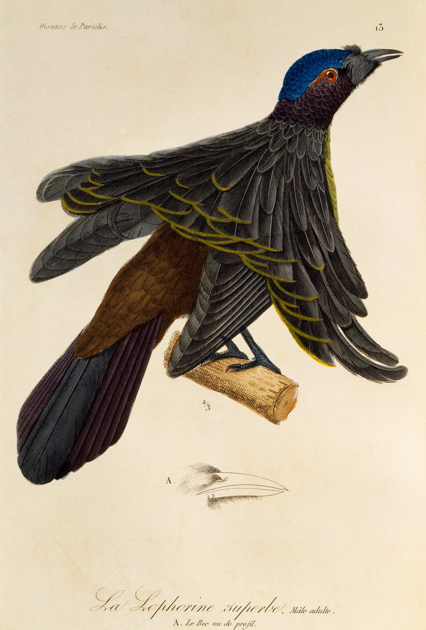 Adult male of Superb Bird-of-Paradise (Lophorina superba), engraving from Histoire naturelle des oiseaux de paradis et des epimagues by René Primevère Lesson