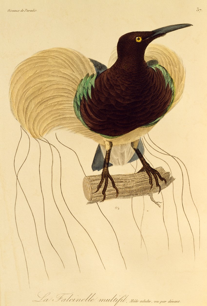 Adult Male of Twelve-wired Bird-of-Paradise (Seleucidis melanoleuca), engraving from Histoire naturelle des oiseaux de paradis et des epimagues by René Primevère Lesson